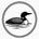 The Loon Gallery - Home